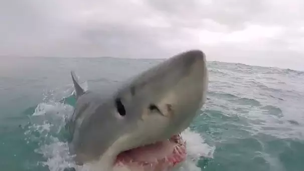 Horrifying Footage Shows A Great White Shark Coming Dangerously Close To A Camera Man