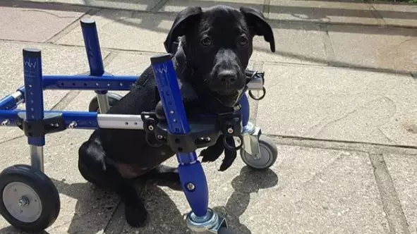 A ​Six-Legged Dog Is Having An Operation To Remove One Of Her Excess Limbs