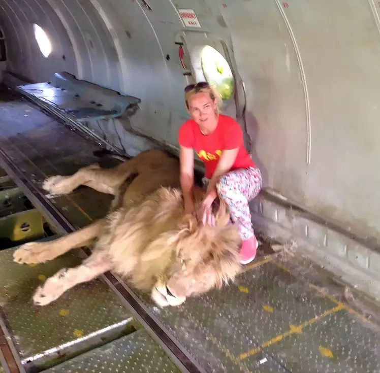 This is a tourist who posed with a lion before she was mauled.