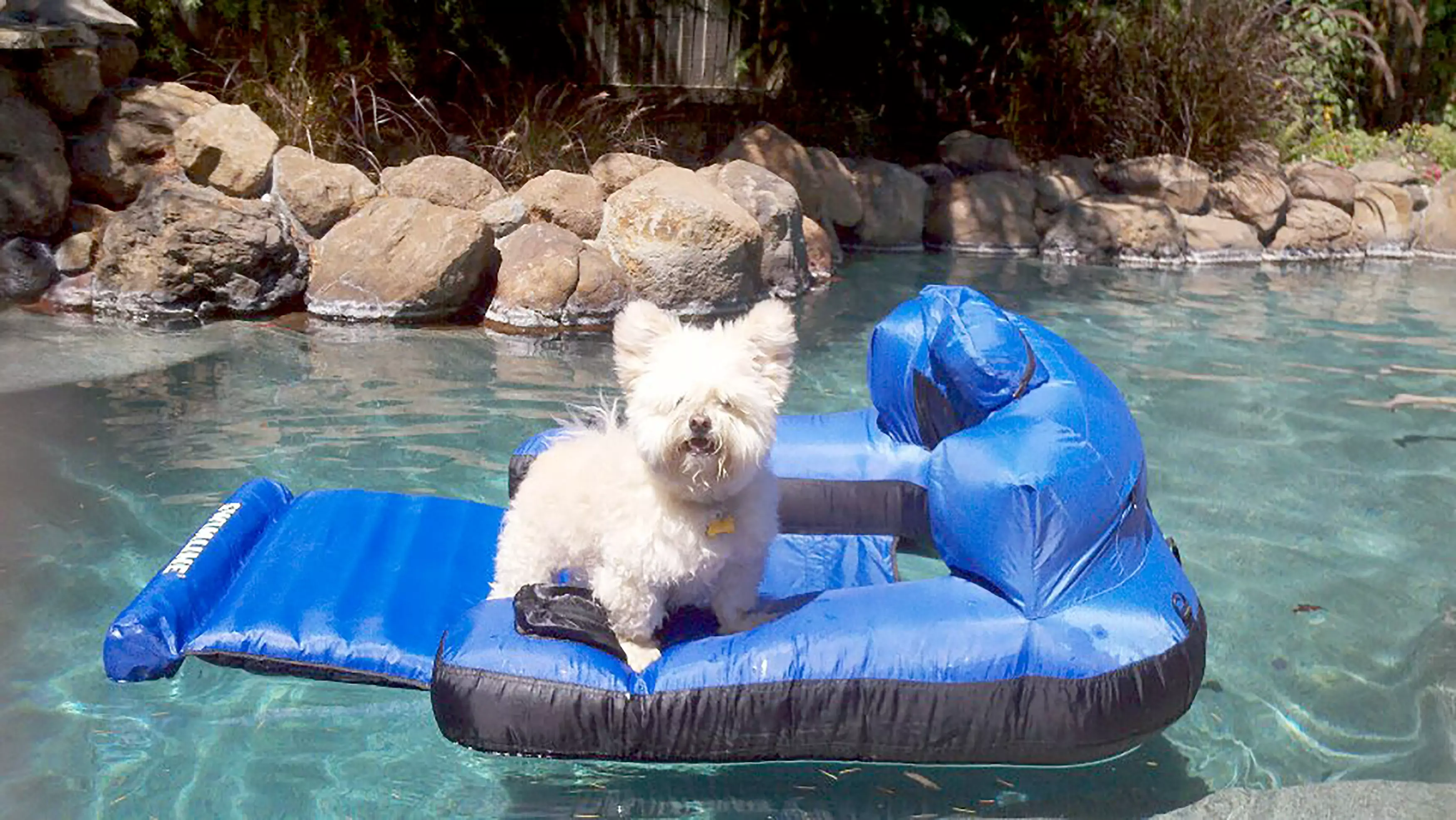 Gizmo loving life on a pool inflatable.