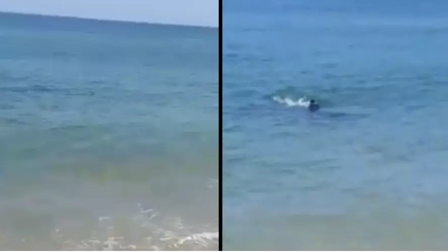 Tourists Scream And Run In Fear As 11 Foot Great White Shark Swims Along Shore
