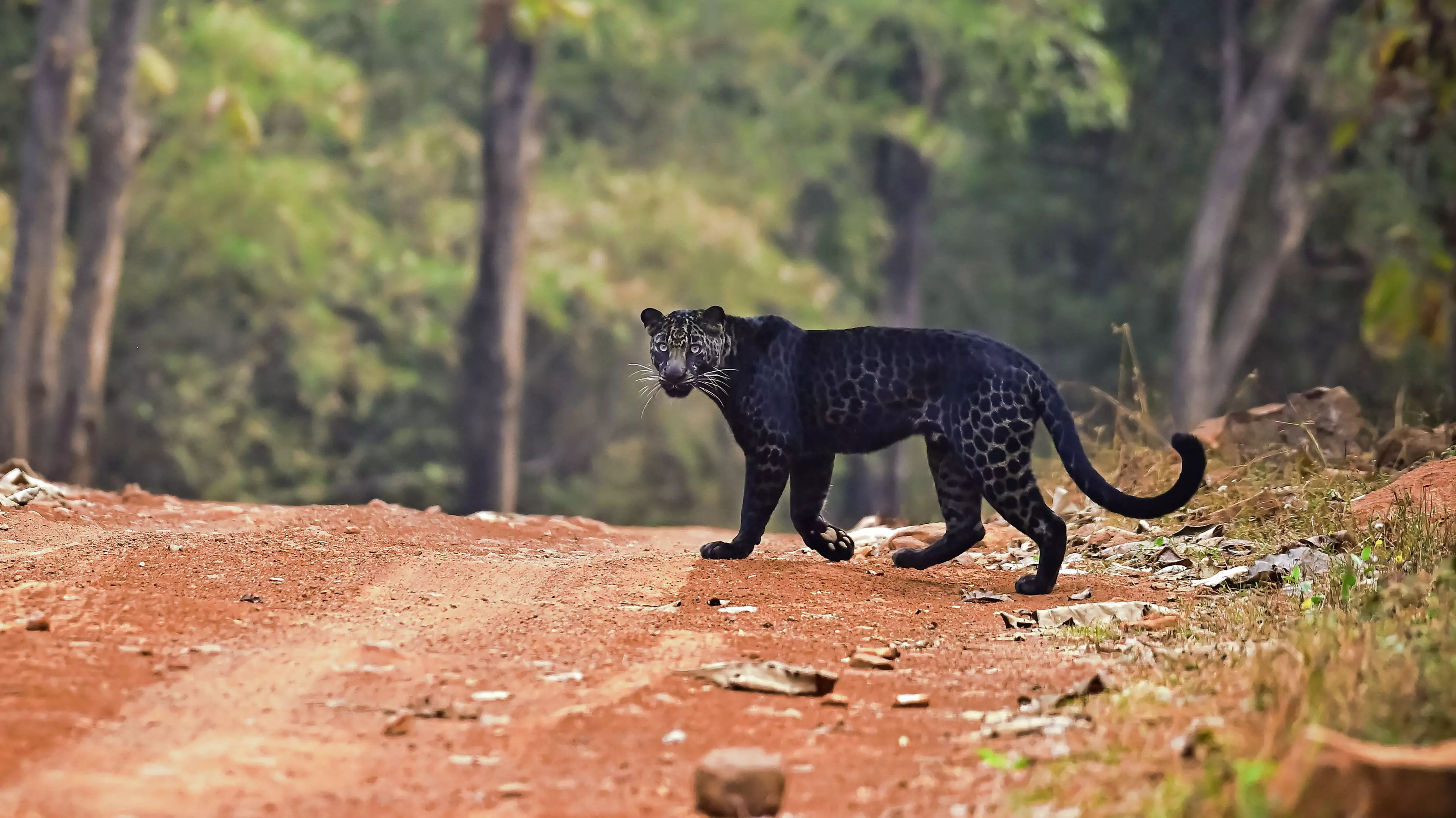 Rare Black Leopard Is Spotted Hunting In Indian National Park 