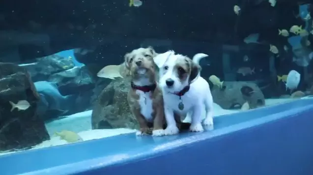Puppies Get Taken On Day Out To Deserted Aquarium