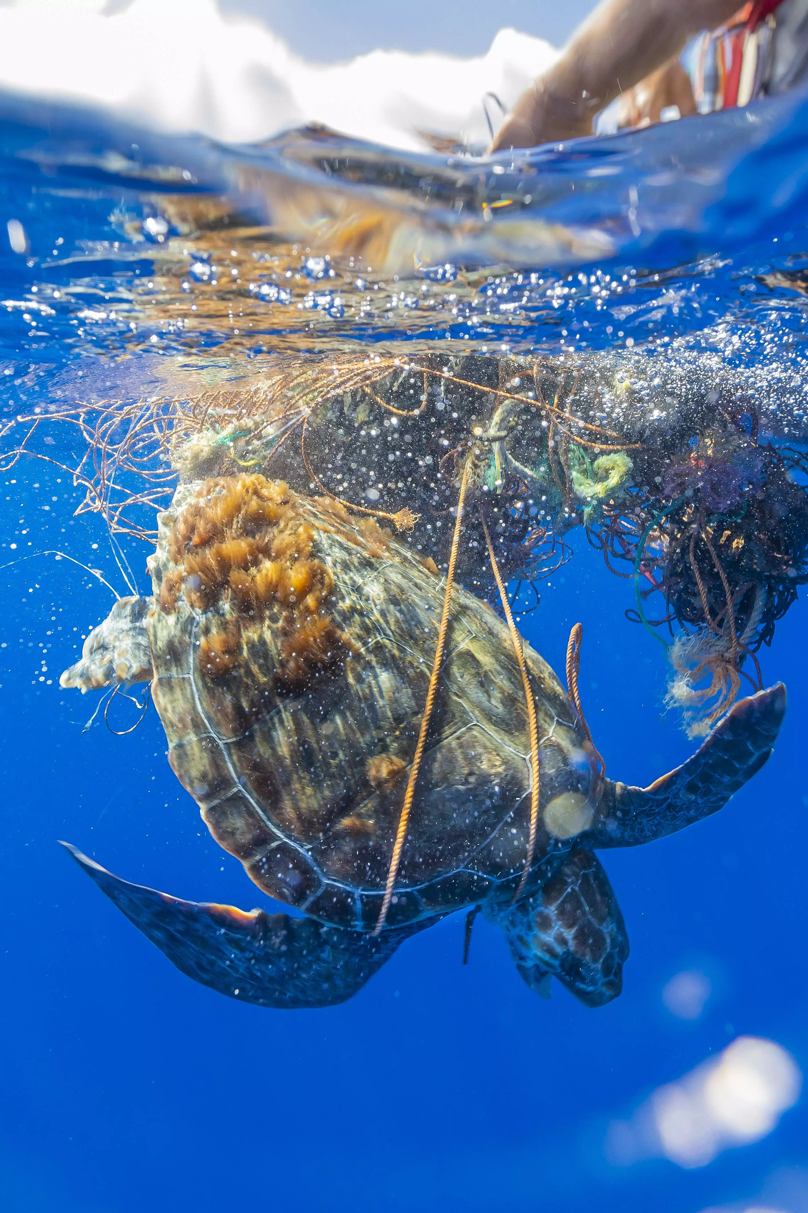 The turtle was trapped in the fishing net.