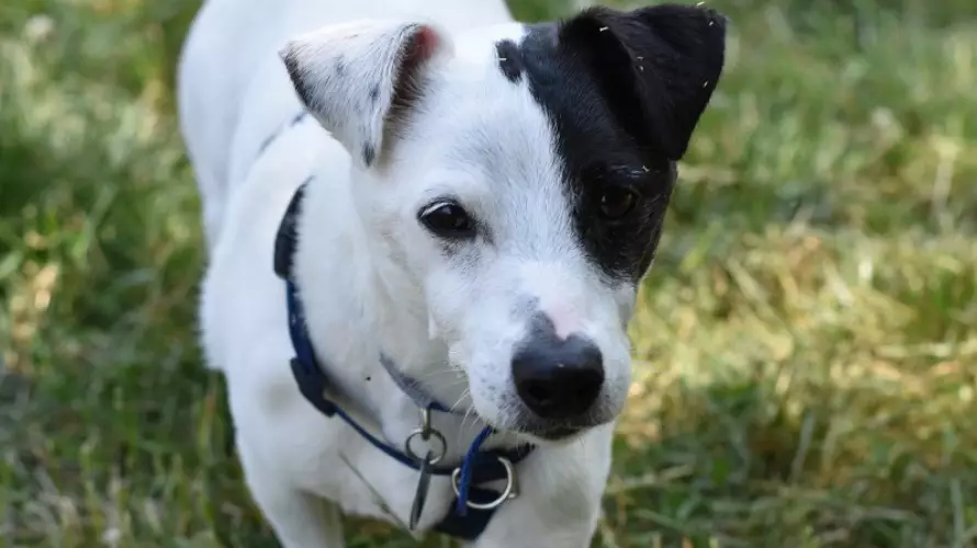​Britain's Loneliest Dog Has Spent 500 Days In A Dog Home