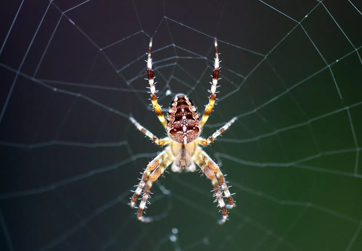 A spider chilling in its web.