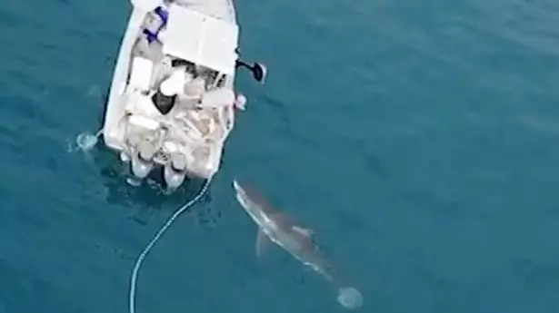 Massive Great White Shark Tries To Take On Fishing Boat