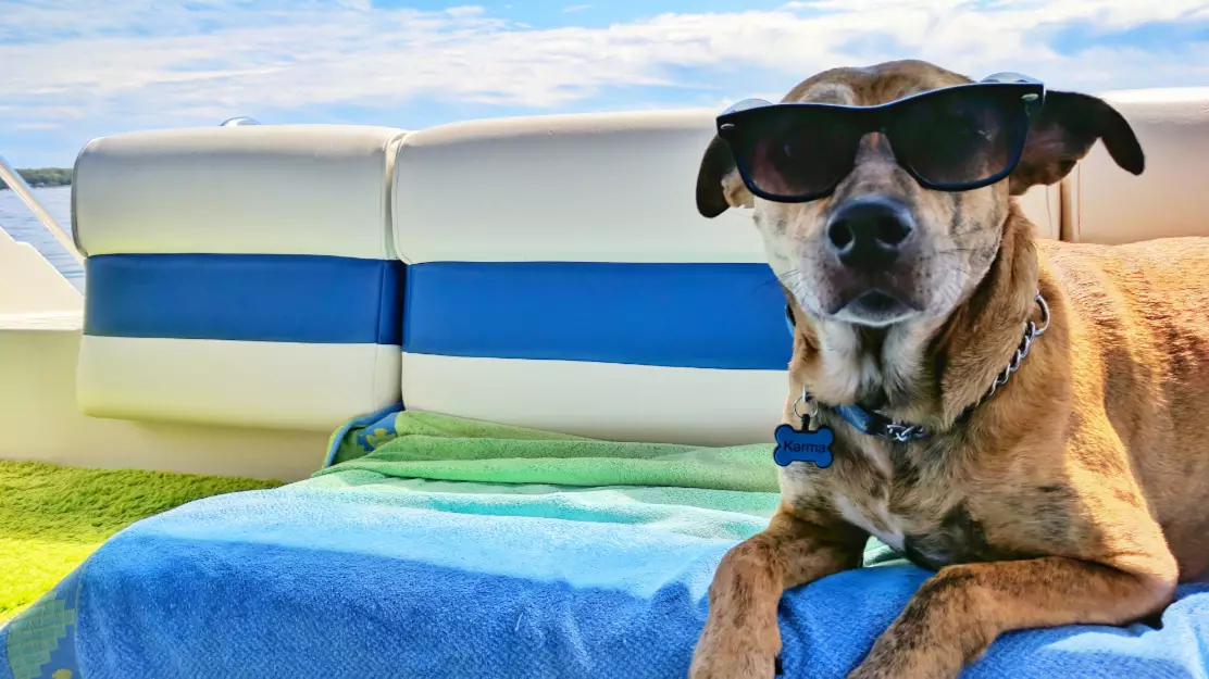 How To Keep Your Pets Cool During This Weekend's Heatwave