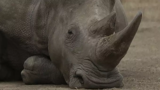 The Last Male Northern White Rhino In The World Is Dying