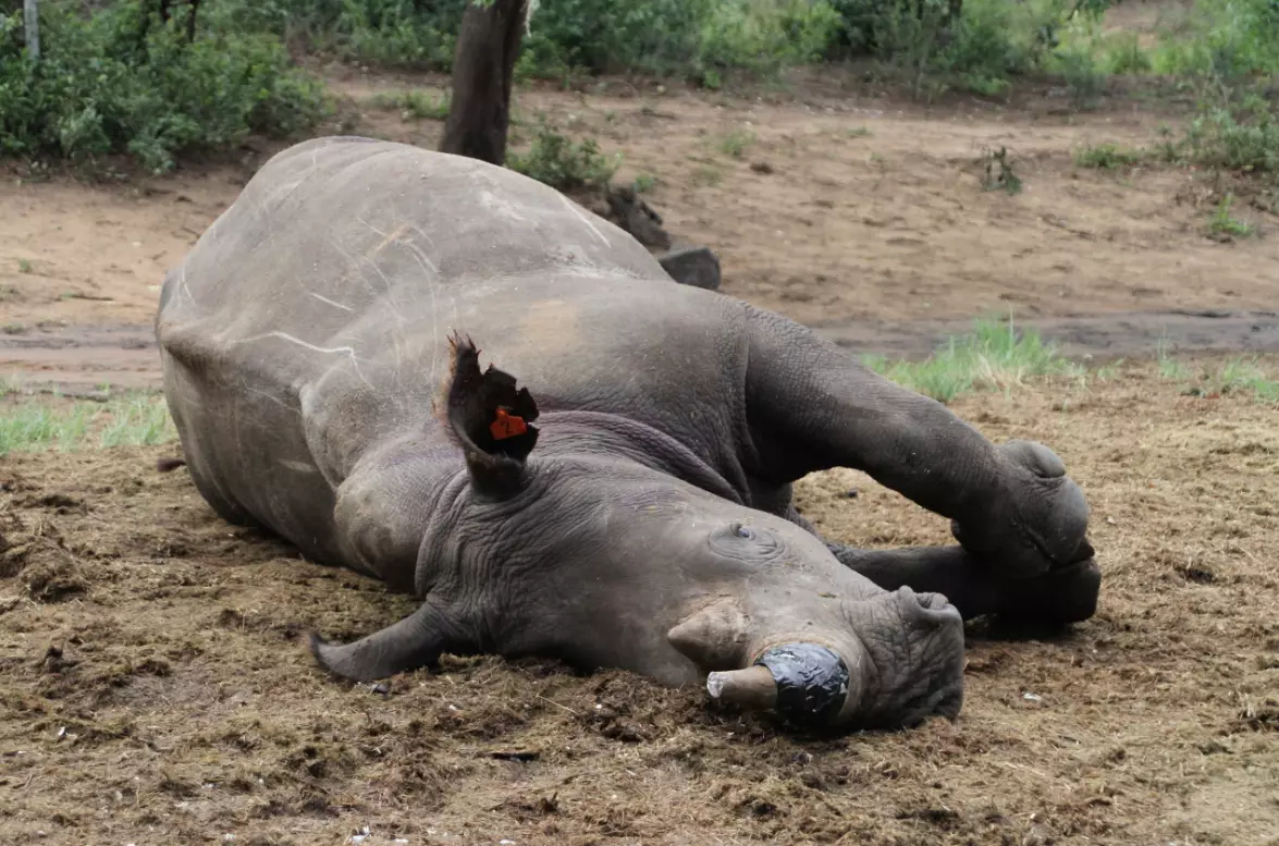 An anaesthesized white rhinoceros lying on the ground in the Phinda nature reserve, South Africa