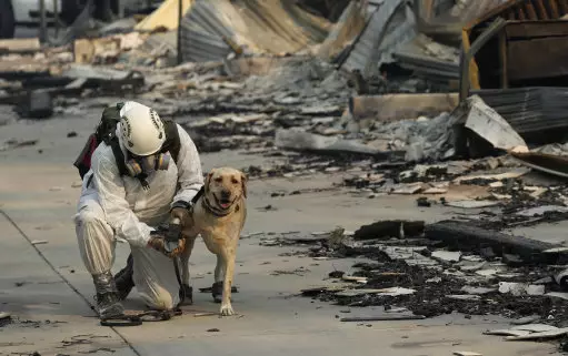 Dogs have been assisting search teams in Paradise, California.