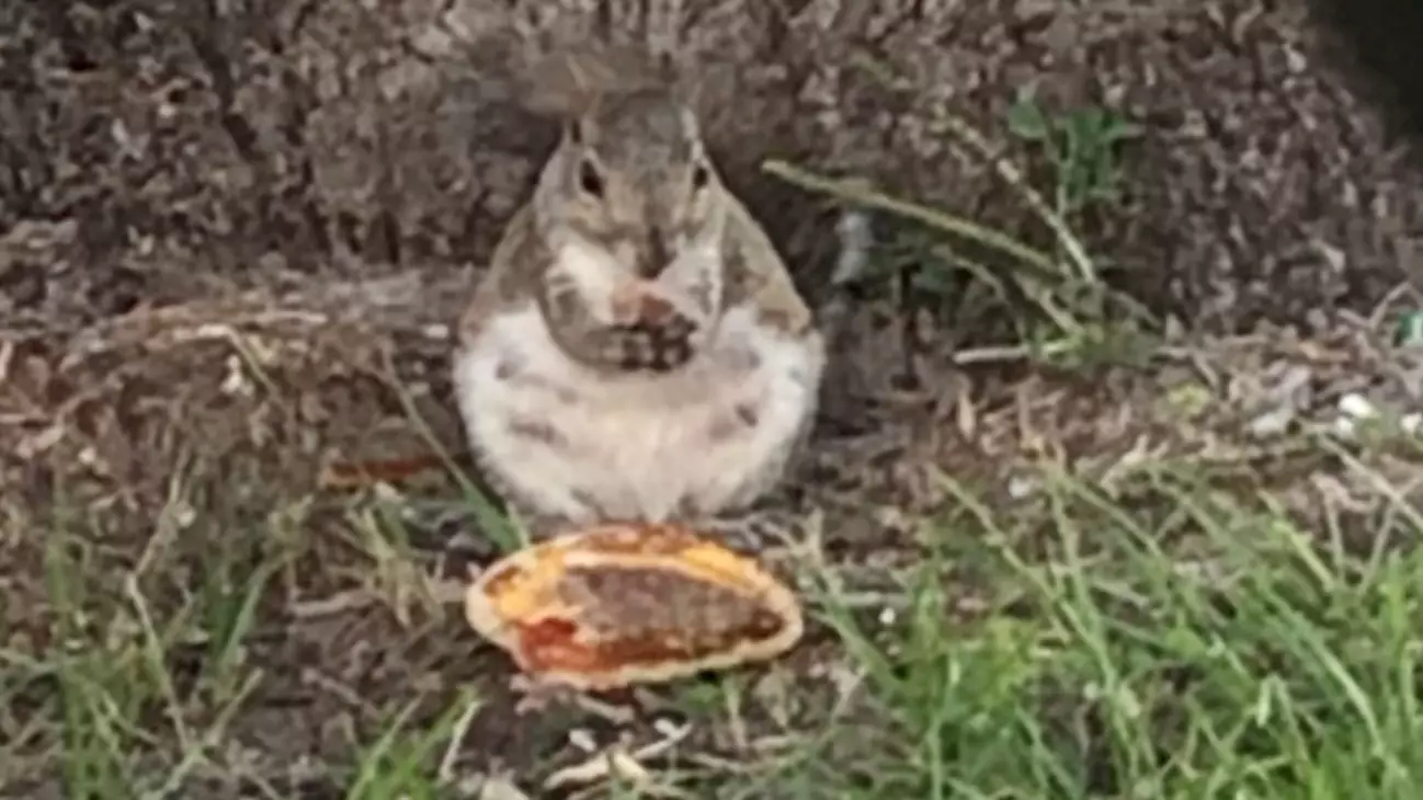 Chubby Squirrel Spotted Enjoying McDonald's Cheeseburger