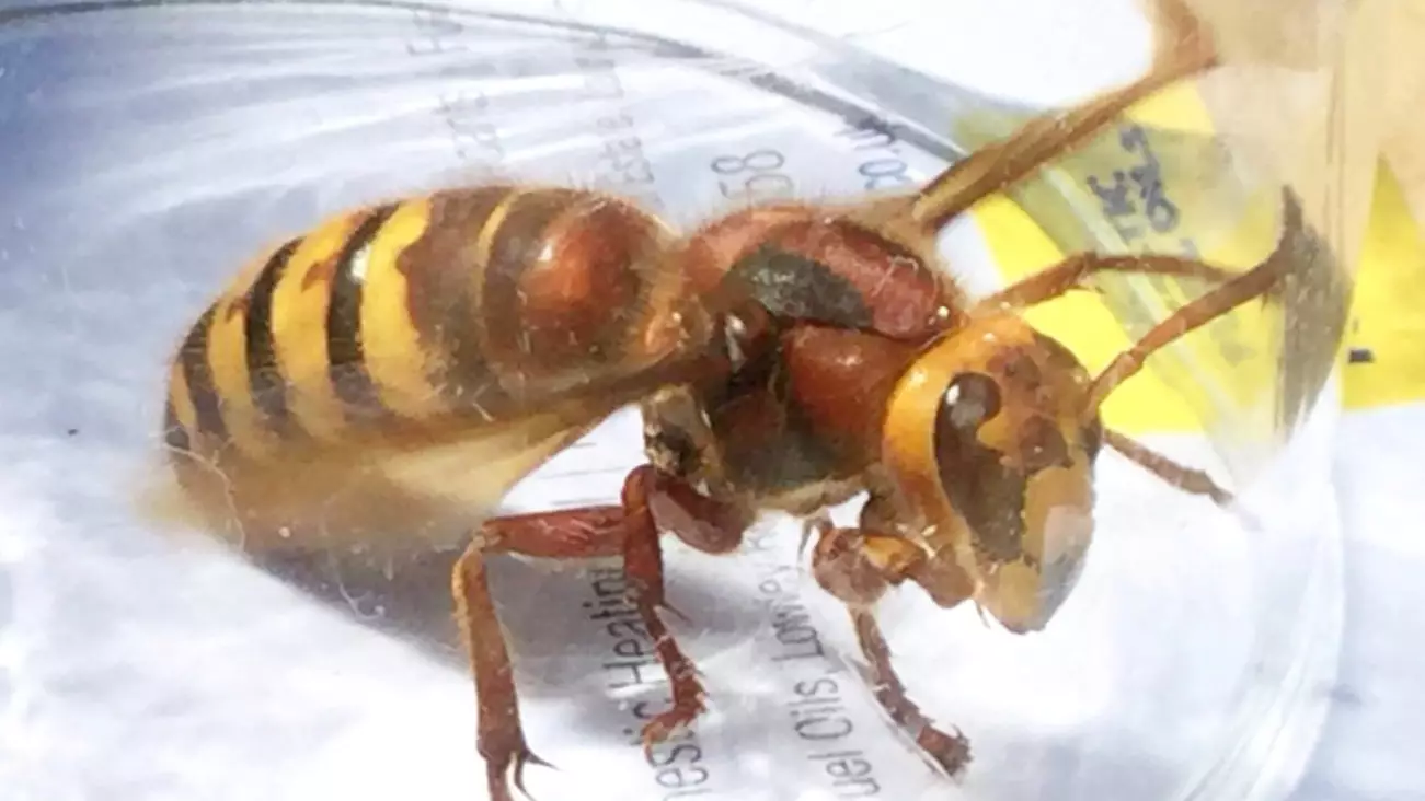 Don’t Panic But Britain Is Set To Be Invaded By Killer Hornets, Experts Warn