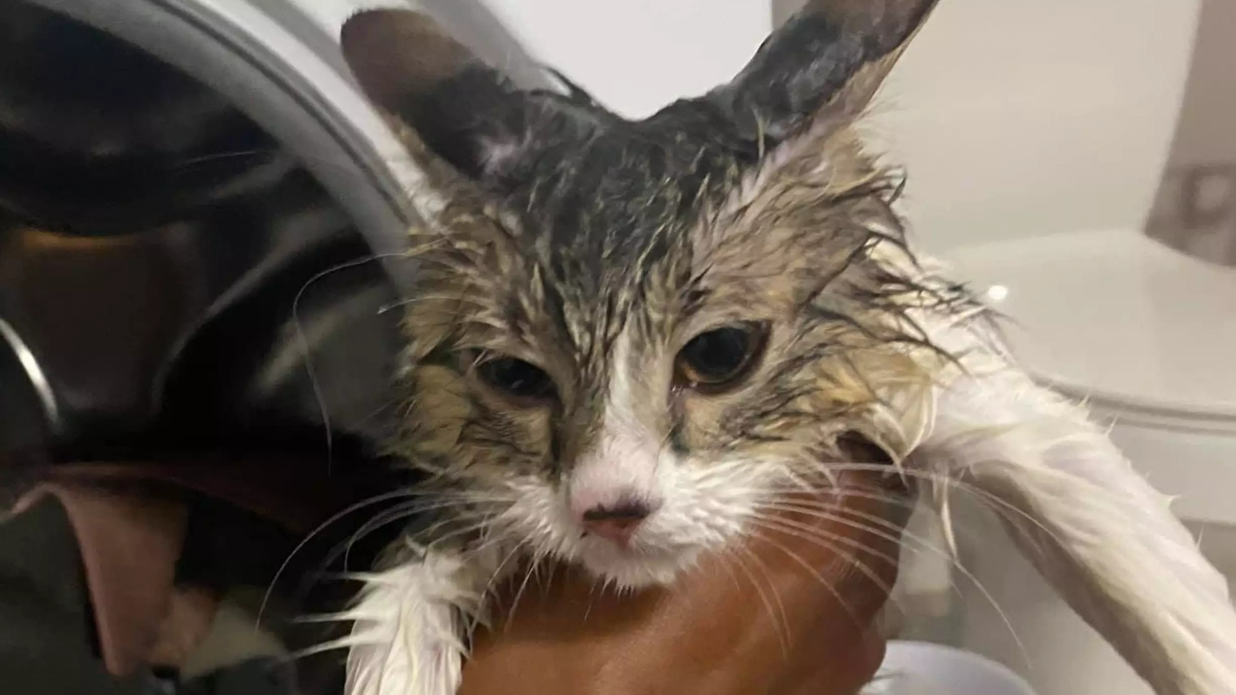 Owner Shares Snap Of Soaking Cat After It Takes A Spin In The Washing Machine