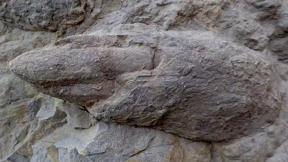 An impression of an iguanodontian claw.