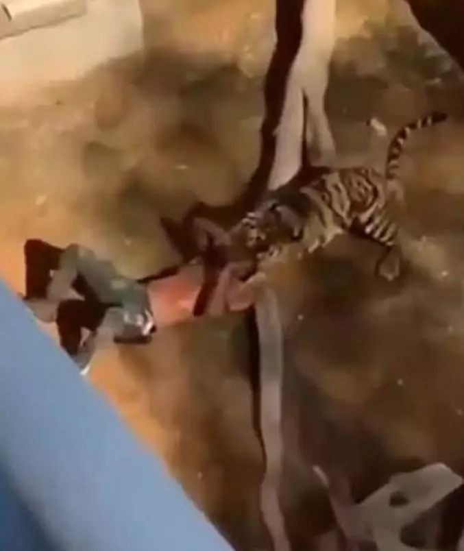 The 24-year-old somehow landed in the tiger enclosure, where he was attacked.