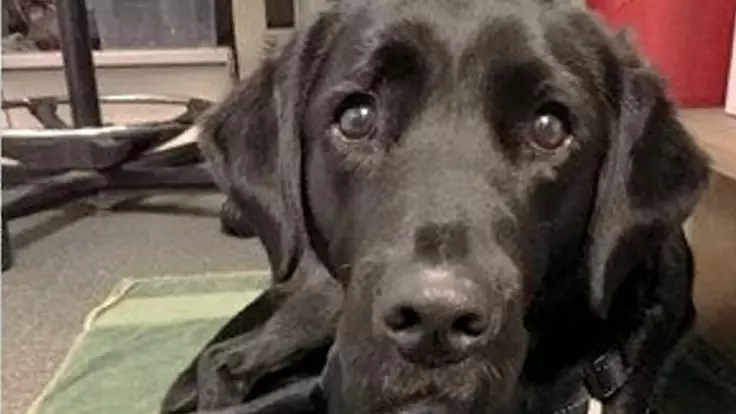 Labrador Sacked From Guide Dog Training For Being Too Naughty Gets New Job As A Therapy Dog