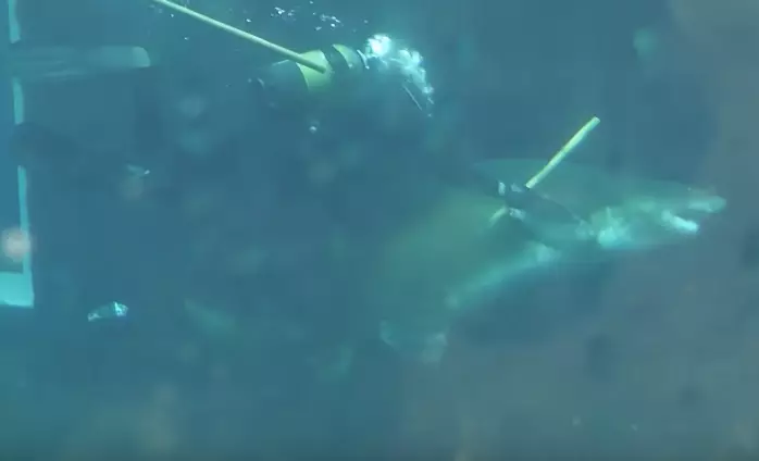 Diver Suffers Brutal Shark Bite And His Wound Will Make You Want To Vom