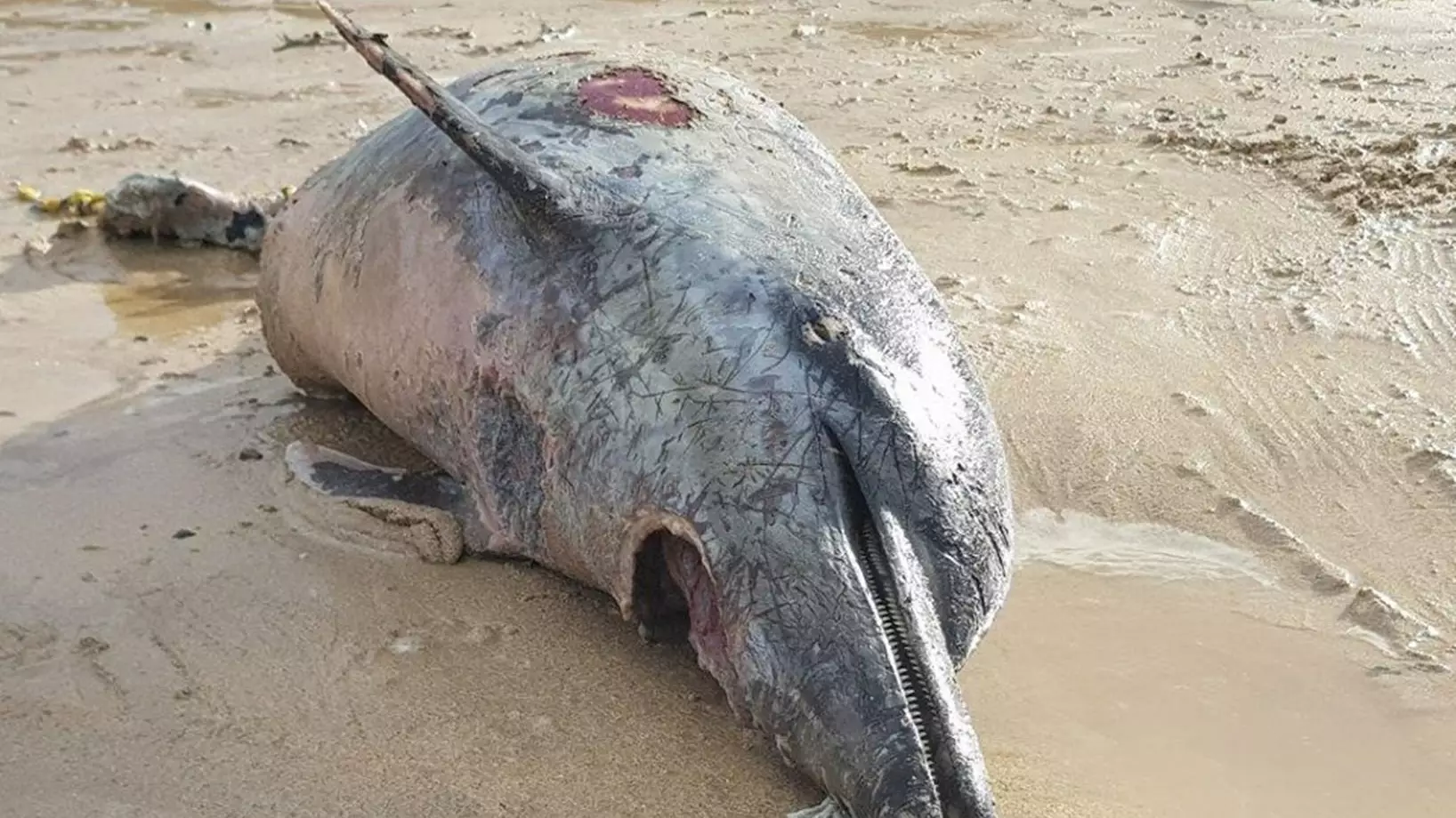 Locals Fear Shark Could Be Stalking British Coast After Half-Eaten Dolphin Found Washed Up