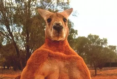 Meet Roger - A Kangaroo That's Willing And Able To Spark You Out