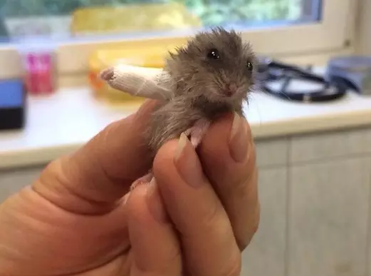 This Tiny Hamster Broke His Leg And Got A Tiny Cast