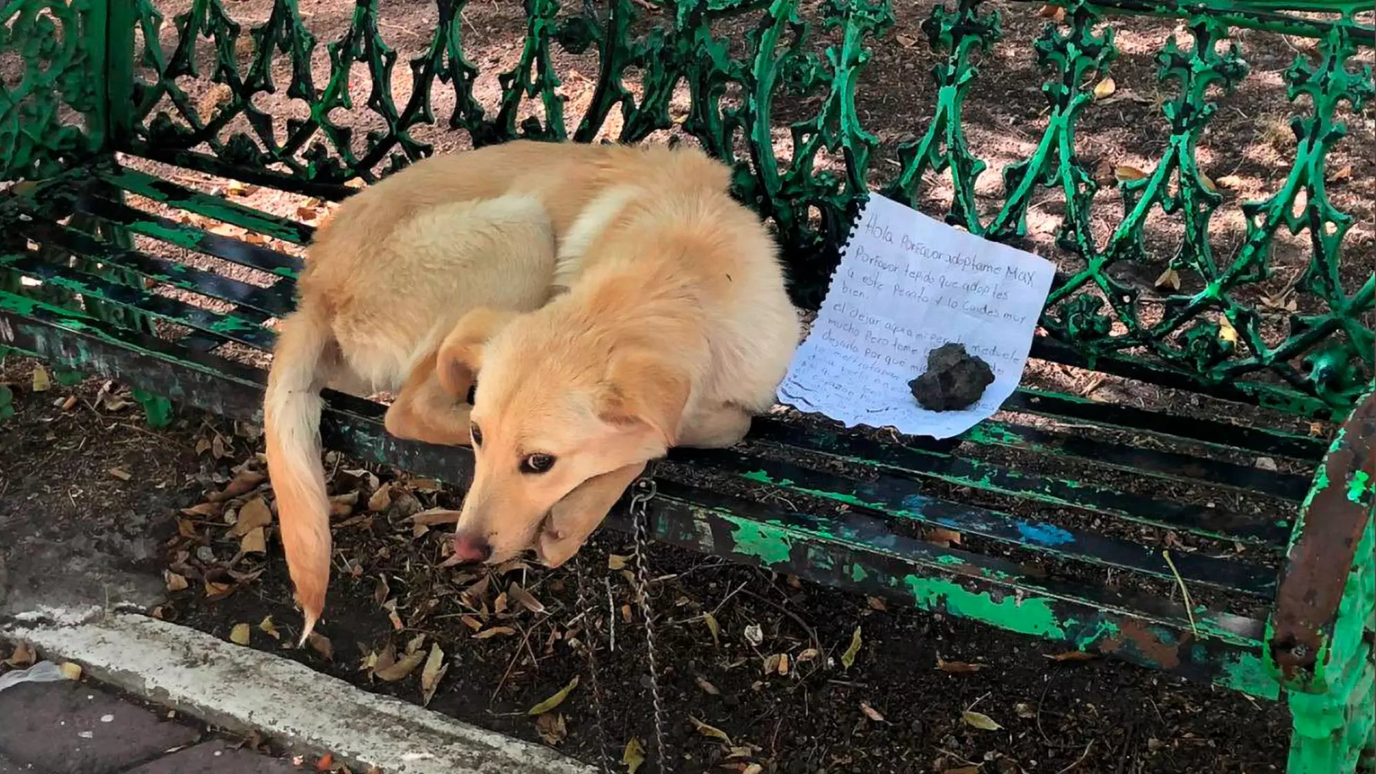 Pup Found Tied To Park Bench With Heart-Breaking Note 