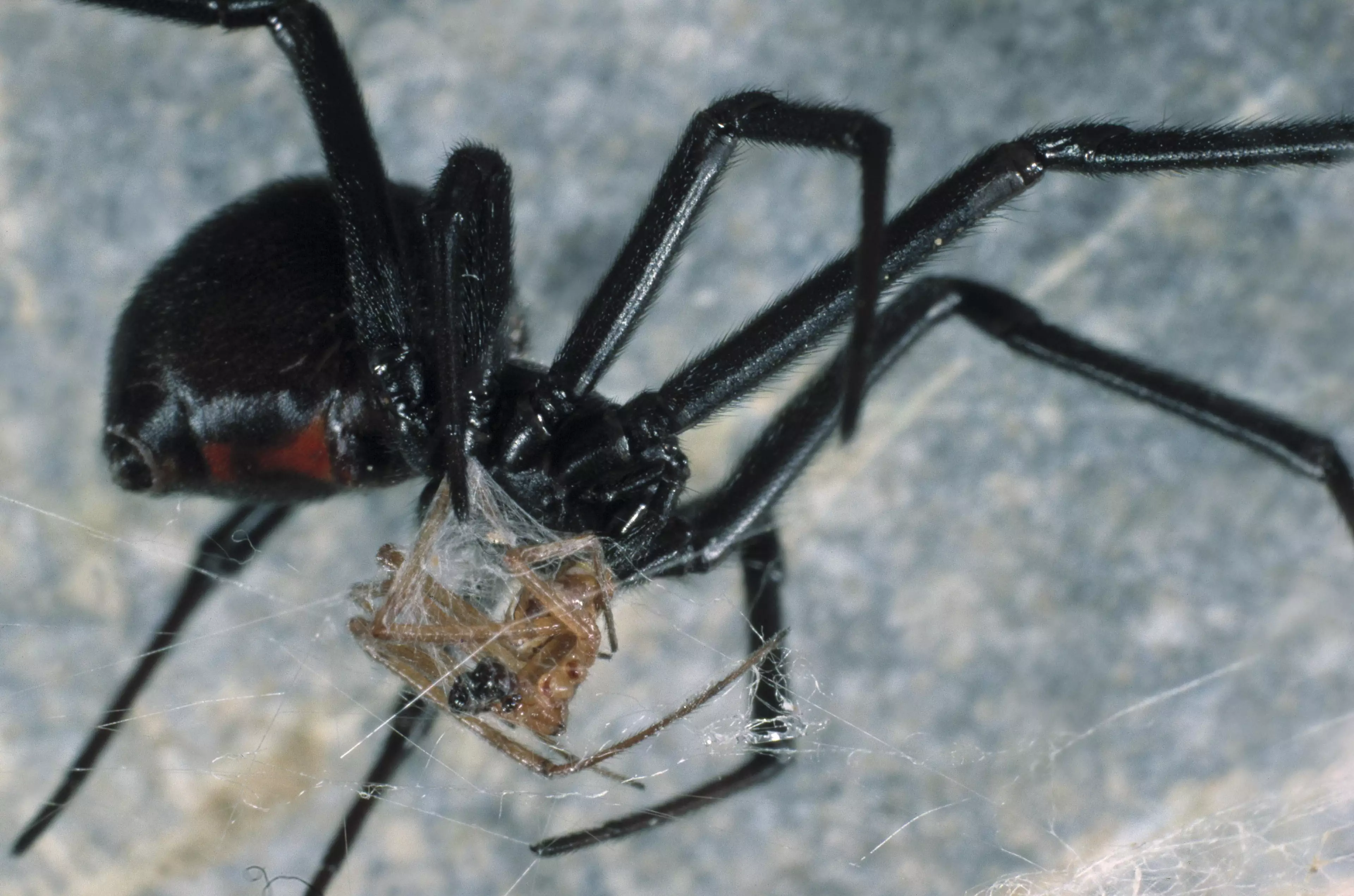 Black widow spider eating a male