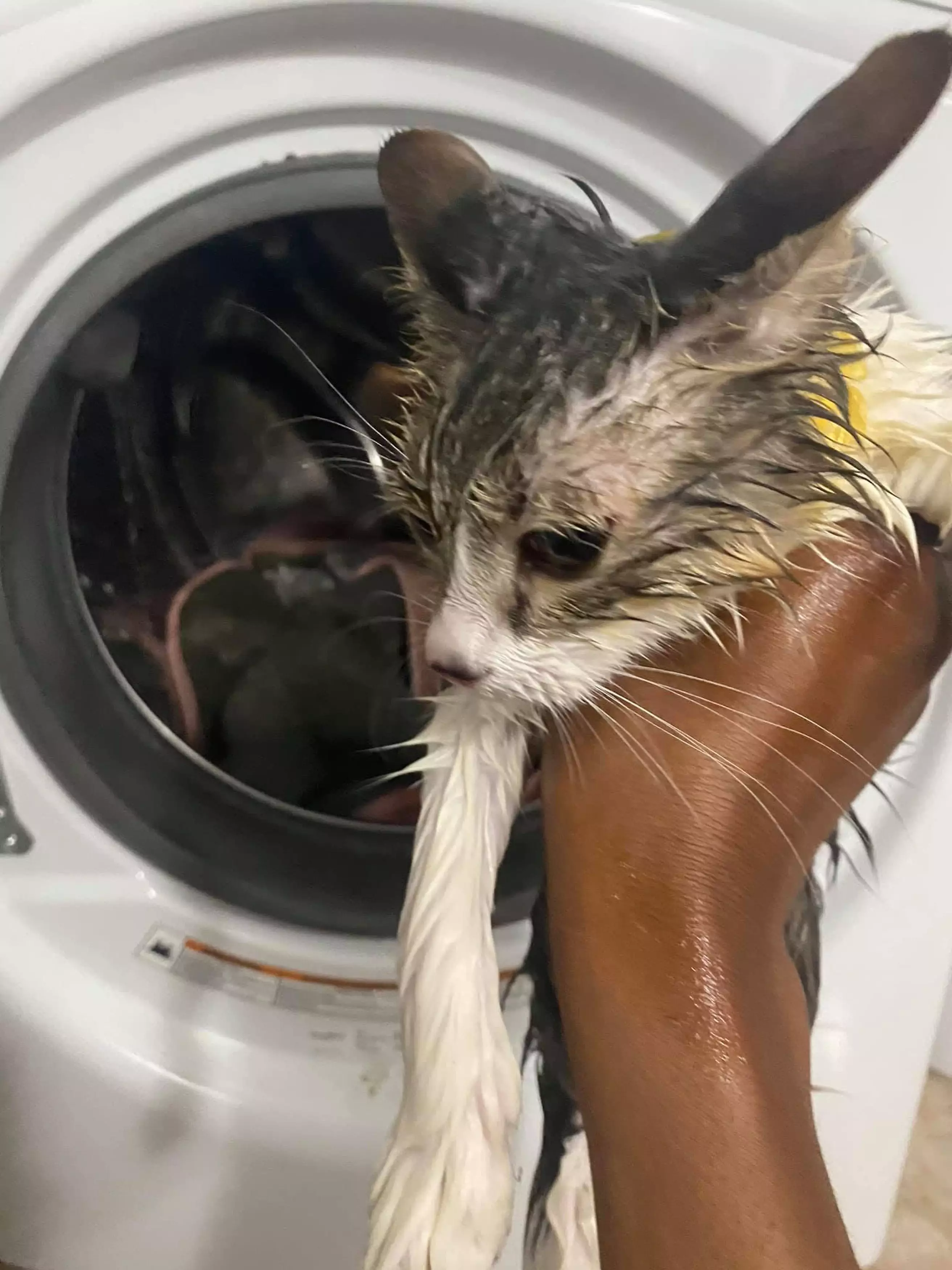 The poor cat had been soaked (