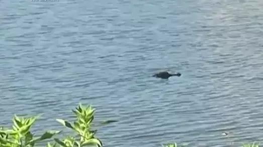 Florida Man Wrestles With Alligator To Save His Dog's Life
