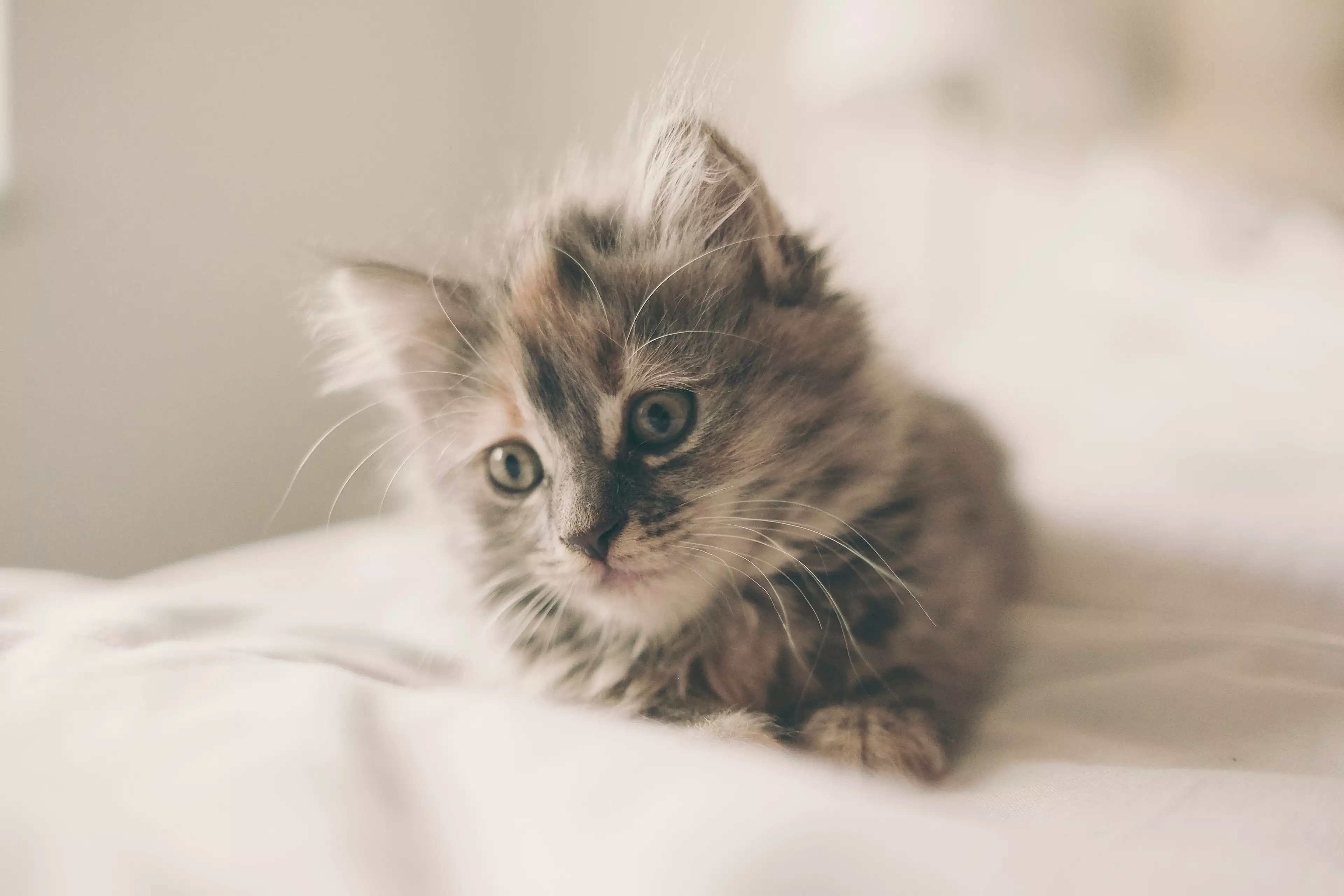 Kittens have been proven to miss their owners and become attached to them like children. (