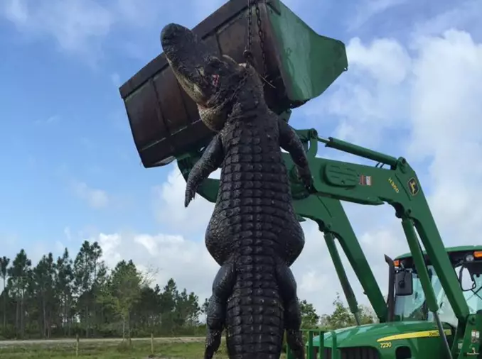 Hunter Finds Huge 15ft-Long Cattle-Eating Alligator