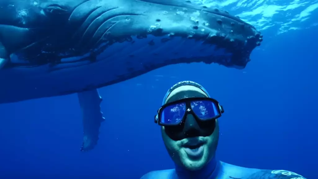 Diver Captures Once In A Lifetime Selfie With Giant Whale