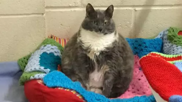 One Of Britain's Fattest Cats Is Looking For Her Forever Home After Dieting