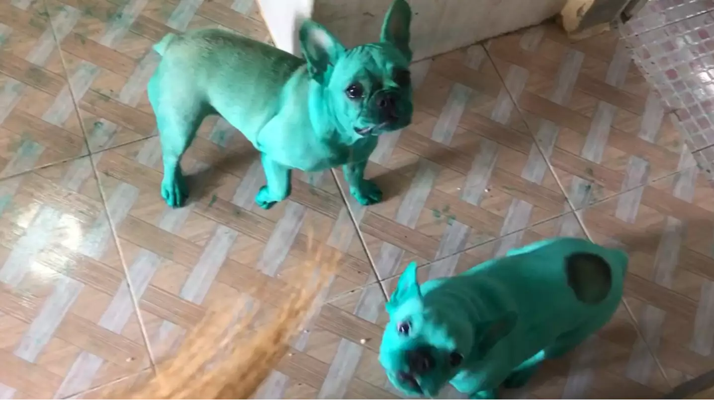 Cute Dogs Get Into Kitchen Cupboard And Dye Themselves Green With Food Colouring 