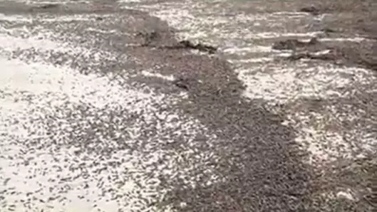 Woman Spots Thousands Of Beetles Washed Up On UK Beach