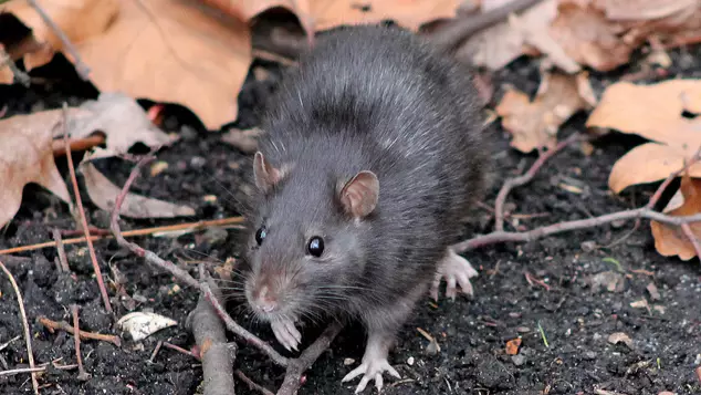 Get Ready For The 'Colossal' Plague Of Rats This Summer