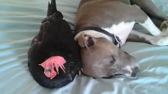 Blind Chicken And Pit Bull Become Best Friends