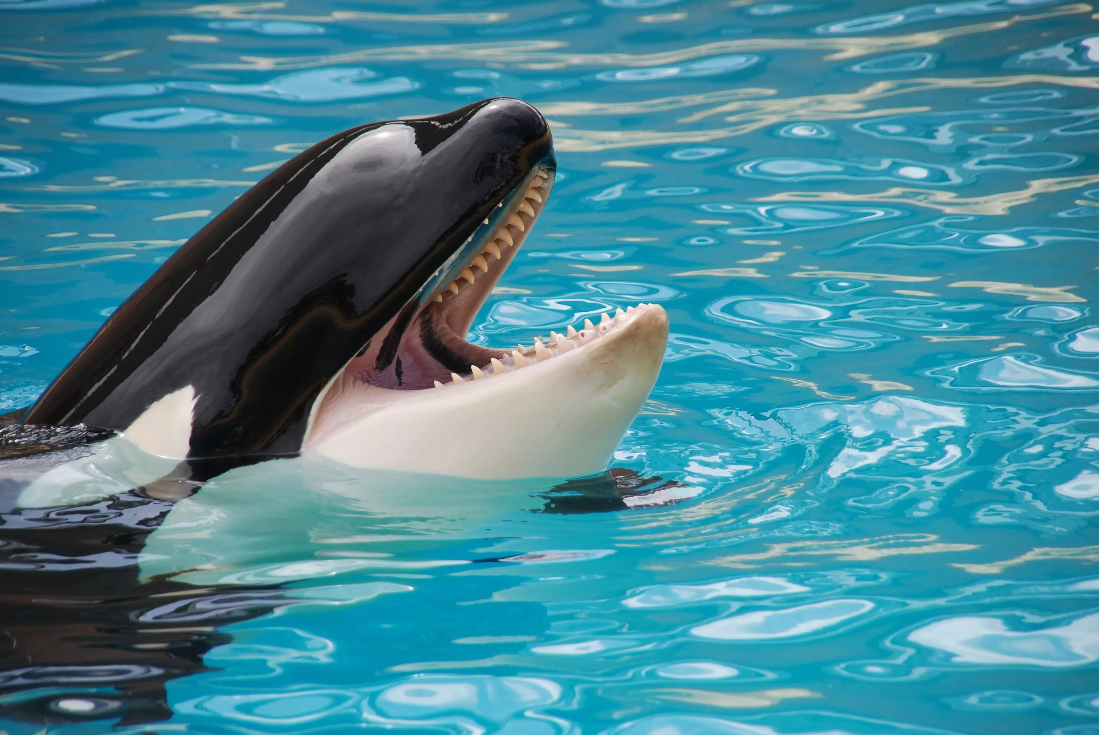 Dolphins and orcas will not be allowed to be brought in or bred in France's marine centres, effective immediately (