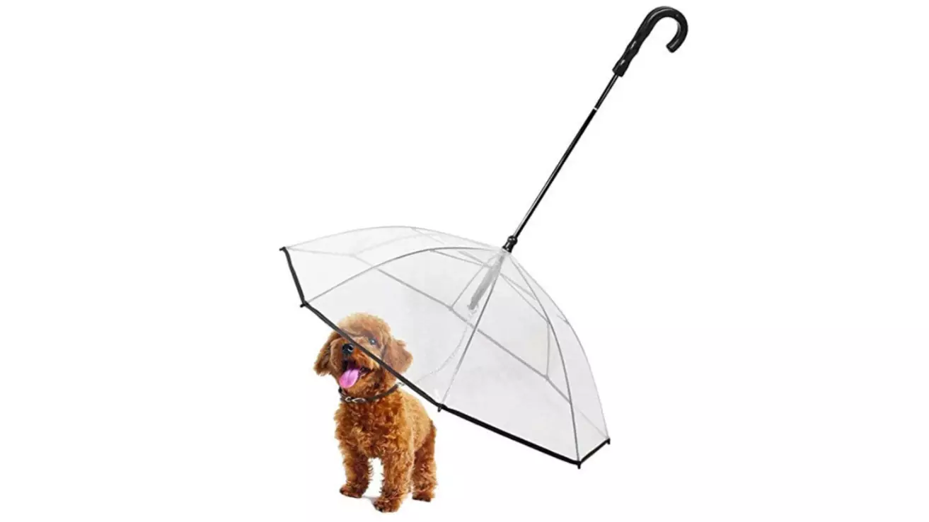 The One Accessory That’ll Make Sure Your Dog Stays Dry on Rainy Days 