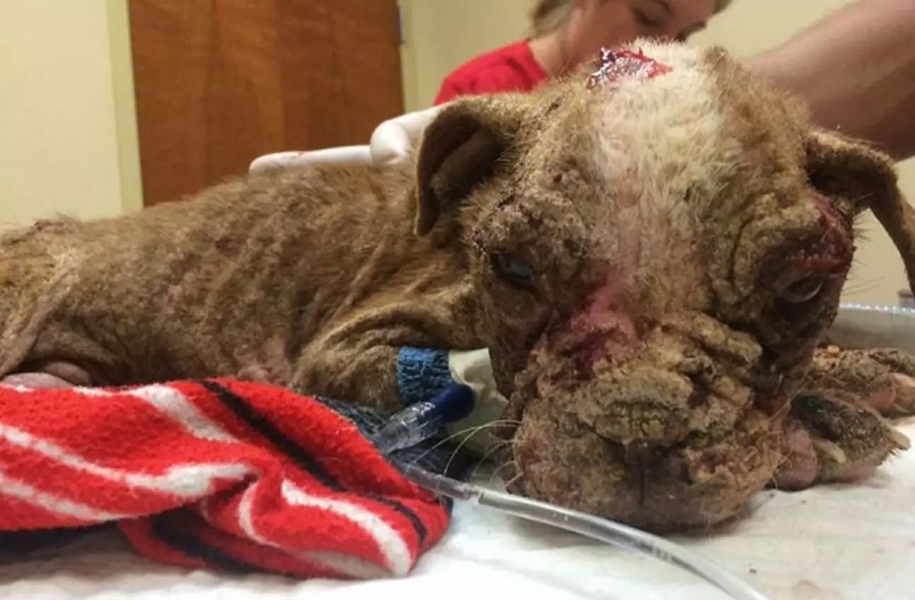 Boston Terrier Pup Makes Amazing Recovery After Being Found Infested By Maggots