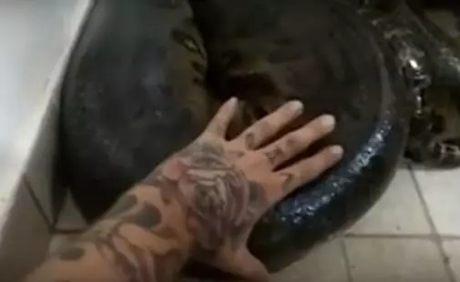 Guy Finds Giant Anaconda In House, Angers It Massively