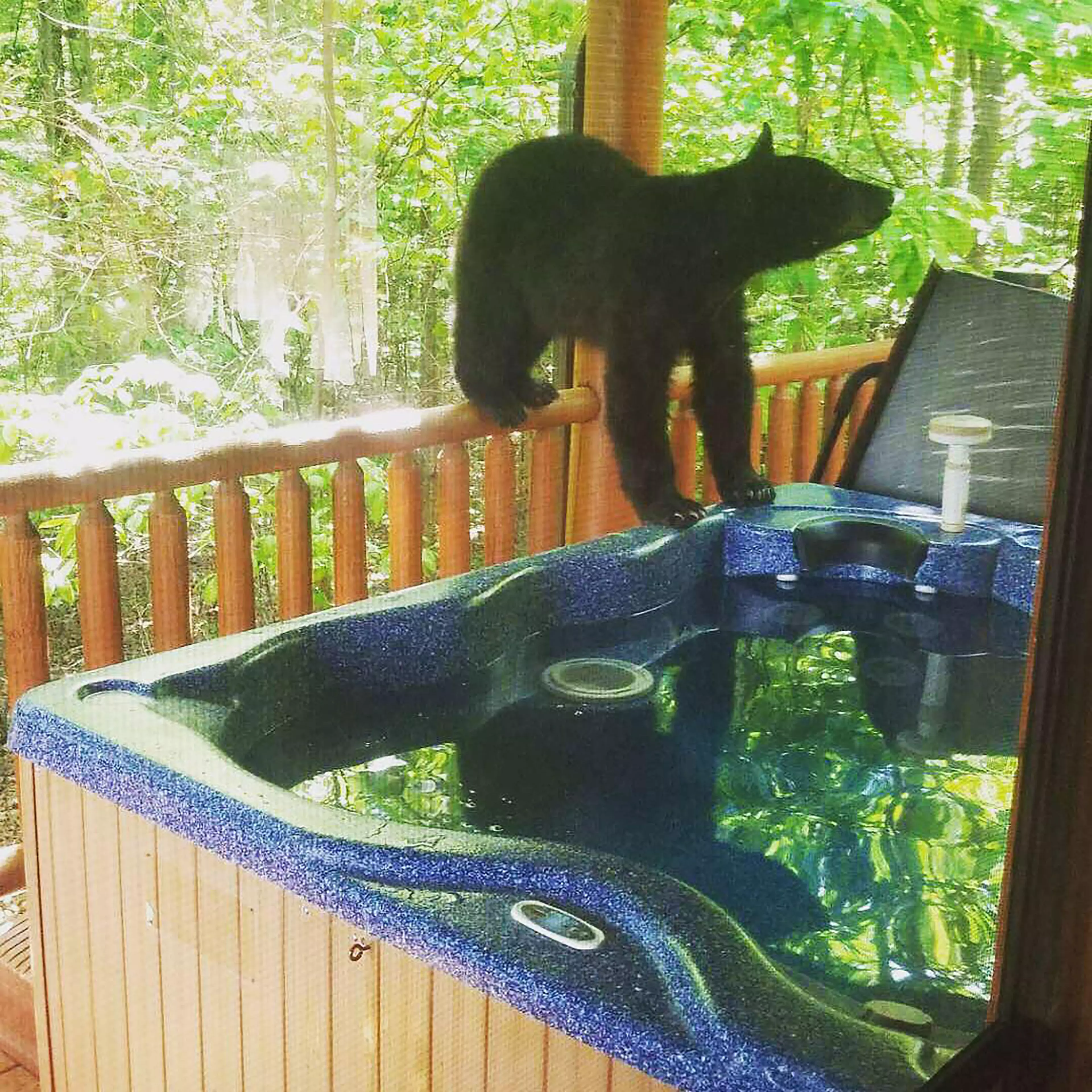 The cute bear cubs enjoyed playing about in the hot tub.