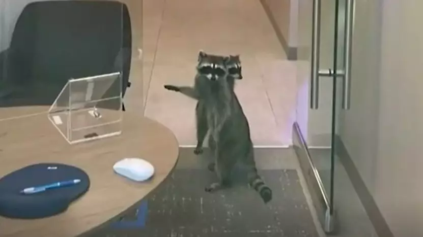 Raccoon Robbers Break Into Bank To Steal Cookies