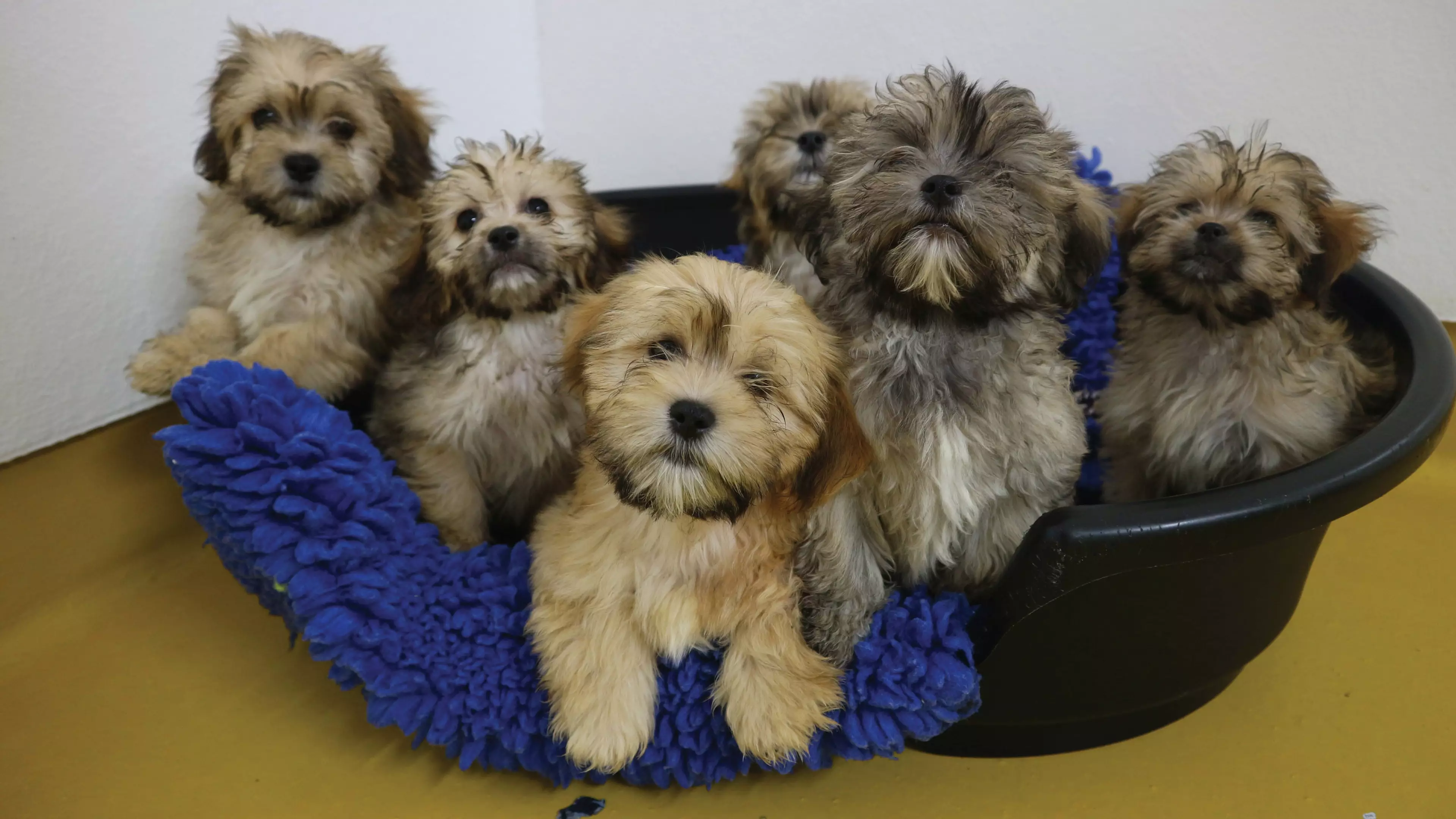 Shih Tzu Puppies Among 86 Dogs Rescued From Illegal Breeding Farm