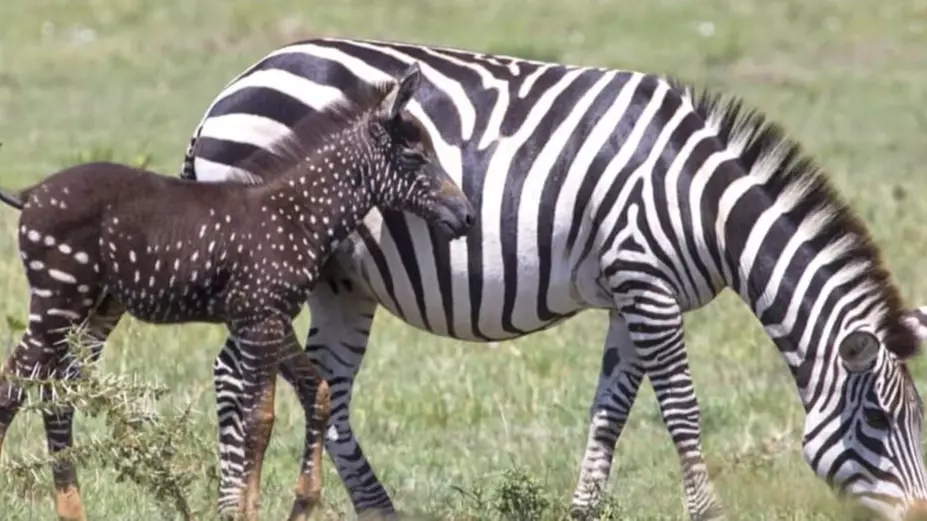 Newborn Zebra With Rare Polka Dot Markings Is Spotted In Kenya