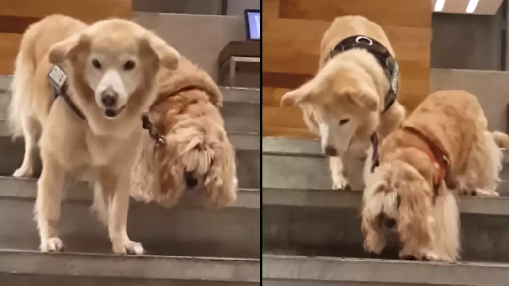 Blind Dog Has His Own Personal Service Dog To Help Guide Him Around