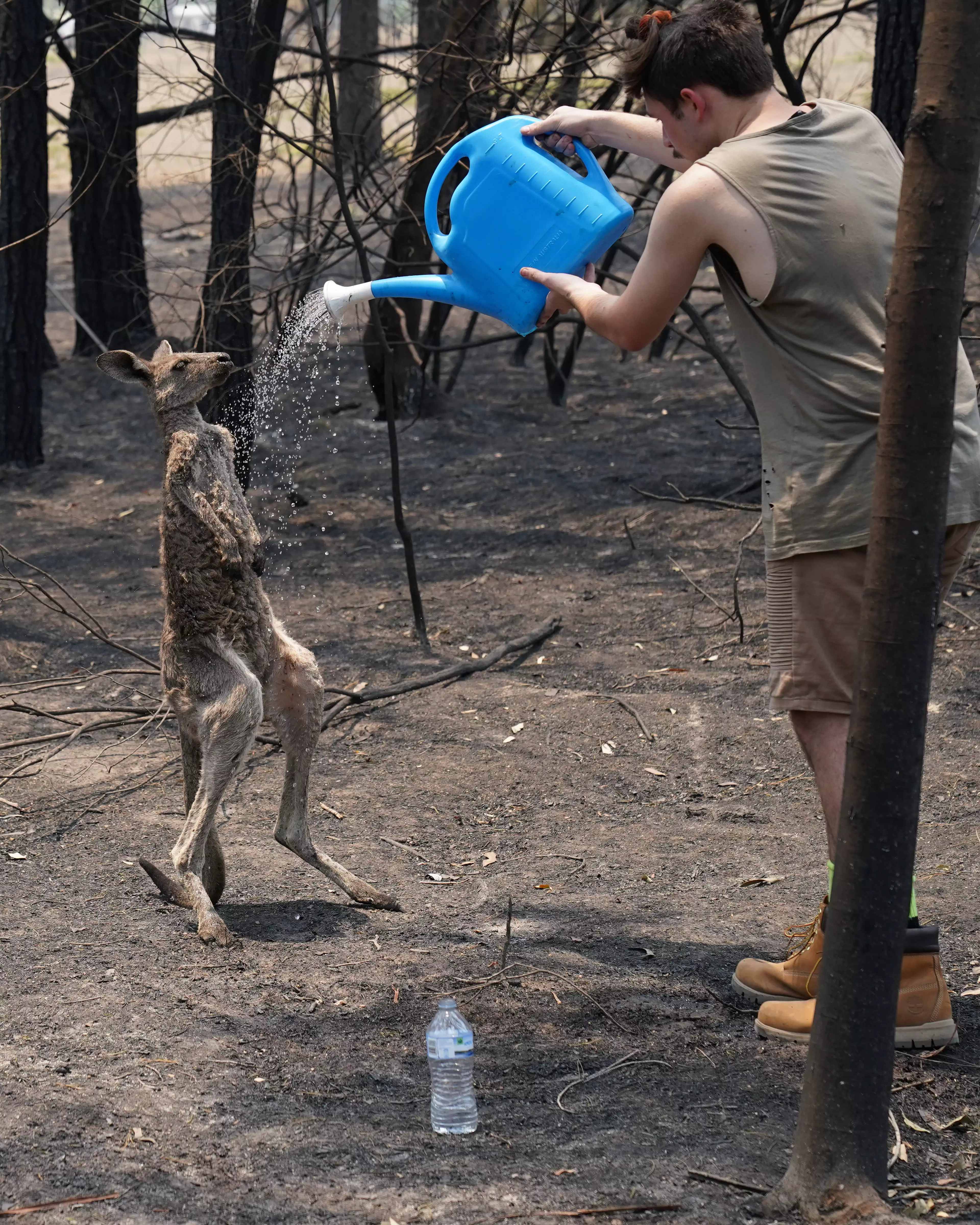 The kangaroo is one of the countless animals harmed by the fires.