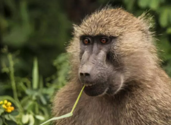 WATCH: This Baboon's Reaction To A Man's Magic Trick Is Priceless