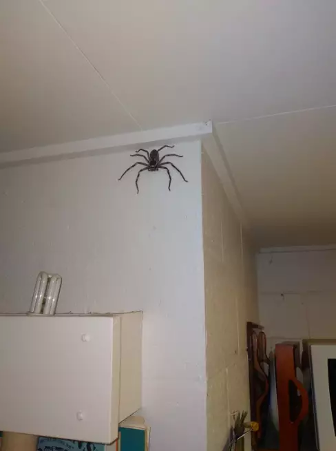 The man said he had been living with the spider for a year (