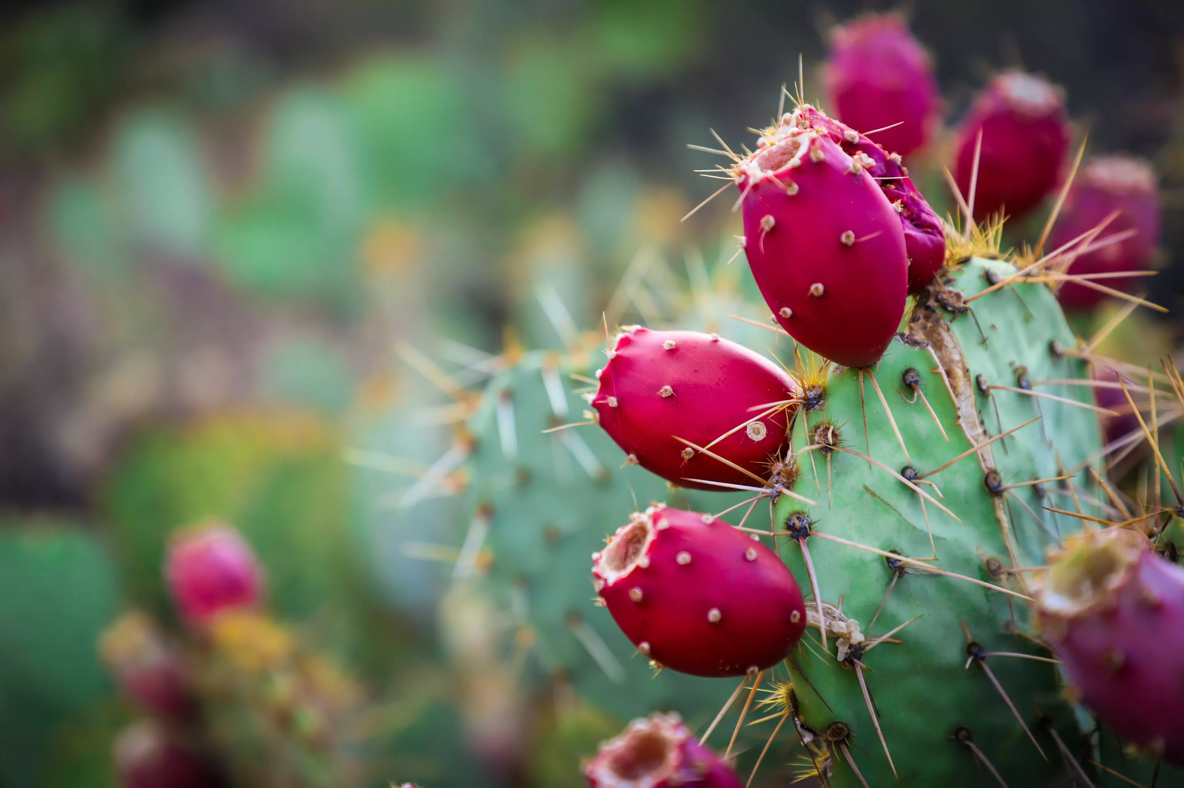 The juice drink cure is made from cherries and prickly pears, a type of cactus (